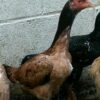 HİNT YUMURTASI 12adet ŞAMPİYON HAT - Görsel 3