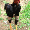 HİNT YUMURTASI 12adet ŞAMPİYON HAT - Görsel 4