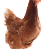 LOHMAN BROWN Yumurtası - Görsel 2