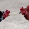 HİNT YUMURTASI 12adet ŞAMPİYON HAT - Görsel 5