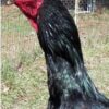 HİNT YUMURTASI 12adet ŞAMPİYON HAT - Görsel 6
