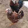 RUSSİAN ORLOF YUMURTASI 12adet - Görsel 4