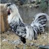 FİZAN GÜMÜŞ FİZAN YUMURTASI