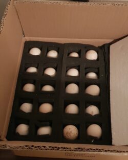 TAVUK YUMURTASI VİYOLÜ SÜNGER 30LU 3 ADET